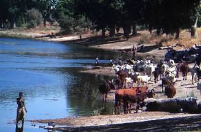 Camerun. Bestiame all'abbeveraggio nella zona di Yagoua.De Agostini Picture Library/C. Sappa