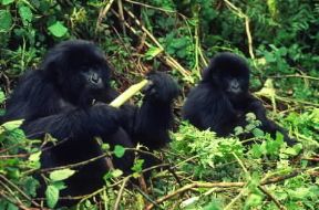 Gorilla di montagna.De Agostini Picture Library / S. Vannini