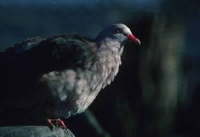 Piccione rosa delle Mauritius.De Agostini Picture Library/M. Jackson