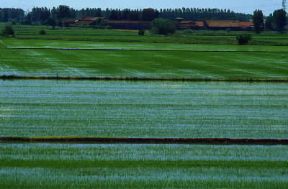 Piemonte. Risaie a Stroppiana, nel Vercellese.De Agostini Picture Library/G. P. Cavallero
