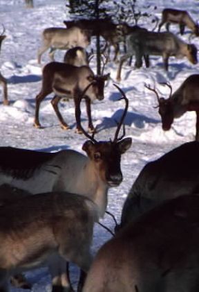 Renna. Un allevamento in Finlandia.De Agostini Picture Library/S. Vannini
