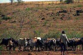 Tanzania. Bovini al pascolo tra Ngorongoro e Arusha.De Agostini Picture Library/S. Vannini