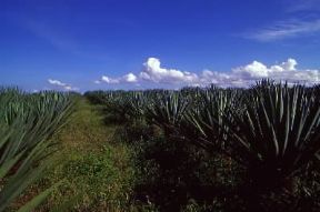Tanzania. Coltivazioni di sisal. L'agricoltura occupa l'80% della popolazione del Paese.De Agostini Picture Library/S. Vannini