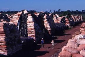 Paraguay . Deposito di balle di cotone nell'Alto ParanÃ¡.De Agostini Picture Library/G. SioÃ«n