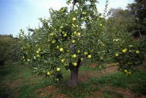 Trentino Alto-Adige. Alberi di mele nella Val di Non (Trento).De Agostini Picture Library/G. Cappelli