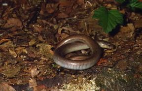 Orbettino . Esemplare di Anguis fragilis.De Agostini Picture Library/F. Bertola