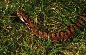 Vipera aspide (Vipera aspis).De Agostini Picture Library/F. Bertola