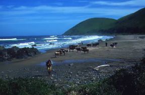 Transkei. Veduta della costa del Paese presso Port S. Johns. De Agostini Picture Library/S. Vannini