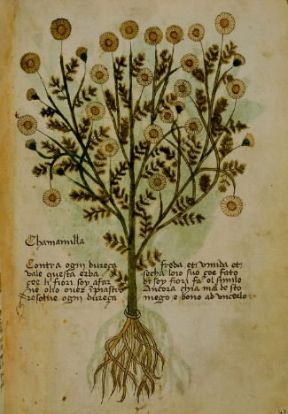 Botanica . Pagina illustrata di un erbario del XIV sec. (Trento, Biblioteca del Castello del Buon Consiglio). De Agostini Picture Library/G. Dagli Orti