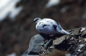 Pernice bianca (Lagopus mutus).De Agostini Picture Library