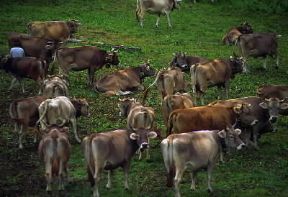 Piemonte. Bovini al pascolo in Val Formazza.De Agostini Picture Library/G. Veggi