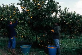 Agricoltura. Raccolta di arance giunte a maturazione.De Agostini Picture Library/G. Veggi