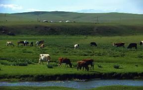 Mongolia. Bovini al pascolo. De Agostini Picture Library / W. Buss