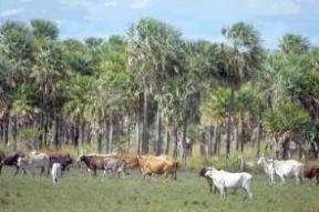 Paraguay . Bovini al pascolo nella regione del Chaco.De Agostini Picture Library/G. Kiner
