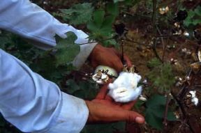 Paraguay . Raccolta del cotone.De Agostini Picture Library/G. Kiner