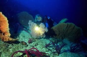 Subacqueo. Per le riprese subacquee, a causa dell'assorbimento e della diffusione delle radiazioni di minor lunghezza d'onda, Ã¨ indispensabile l'illuminazione artificiale.De Agostini Picture Library/C. Rives