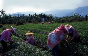 Taiwan. Raccolta del tÃ¨ nella regione di Nantou.De Agostini Picture Library/G. SioÃ«n