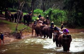 Thailandia. Gli elefanti vengono impiegati nello sfruttamento forestale del Paese.De Agostini Picture Library/C. Sappa