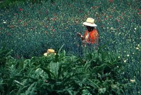 Venezuela. Coltivazioni di fiori nello Stato di MÃ©rida.De Agostini Picture Library/G. SioÃ«n