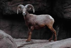 Bighorn. Esemplare di bighorn (Ovis canadensis mexicano).De Agostini Picture Library/C. Dani - I. Jeske
