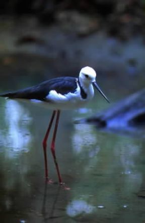 Cavaliere d'Italia (Himantopus himantopus).De Agostini Picture Library/G. SioÃ«n