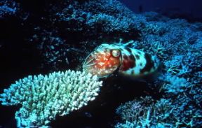 Cefalopodi. Esemplare di seppia (Sepia).De Agostini Picture Library/Dani-Jeske