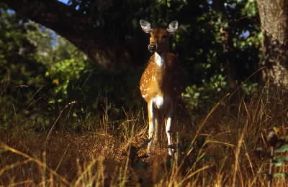 Cervo pommellato (Axis axis).De Agostini Picture Library/Dani-Jeske