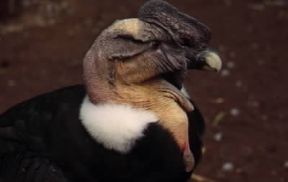 Condor delle Ande (Vultur gryphus).De Agostini Picture Library / Dani-Jeske