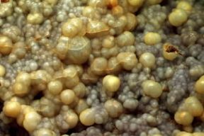 Cristobalite. Cristalli del minerale.De Agostini Picture Library / R. Appiani