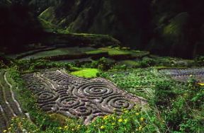 Filippine. Coltivazioni nell'isola di Luzon.De Agostini Picture Library/G. Wright