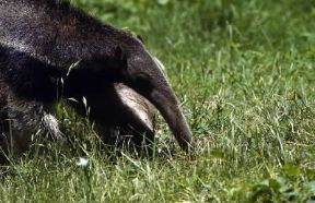 Formichiere gigante (Myrmecophala tridactyla).De Agostini Picture Library/Dani-Jeske