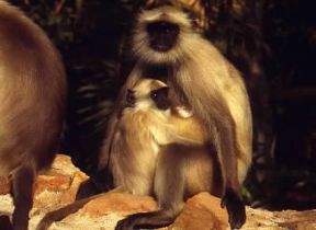 LangÃ¹r. Esemplare di Presbytis entellus con il piccolo.De Agostini Picture Library/Dani-Jeske