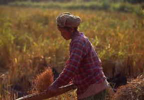 Laos. Spulatura del riso effettuata manualmente, secondo il metodo tradizionale.De Agostini Picture Library/C. Sappa