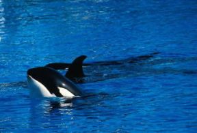 Orca . Esemplare di Orcinus orca.De Agostini Picture Library/C. Dani-I. Jeske