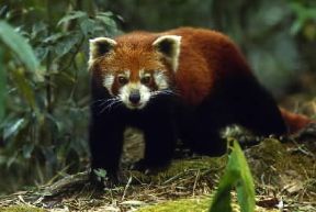 Panda .Esemplare di Ailurus fulgens.De Agostini Picture Library/C. Dani-I. Jeske
