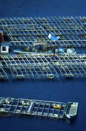 Perla. Allevamento di molluschi perliferi in Giappone.De Agostini Picture Library/G. SioÃ«n