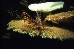 Pteroide. Esemplare di Pterois volitans.De Agostini Picture Library/Dani-Jeske