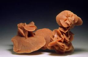 Rosa del deserto. De Agostini Picture Library / R. Appiani