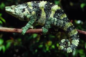 Sauri. Camaleonte dell'Africa orientale.De Agostini Picture Library / Dani /Jeske