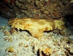 Squalo marmorato . Esemplare di Orectolobus barbatus.De Agostini Picture Library/C. Dani/I. Jeske