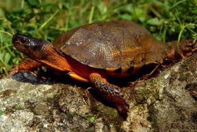 Tartaruga. Esemplare di Clemmys insculpta.De Agostini Picture Library/Dani/Jeske