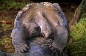 Tartaruga. Un esemplare delle isole GalÃ¡pagos dove si trovano le specie di maggior mole.De Agostini Picture Library/W. Buss