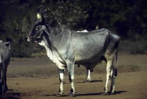 ZebÃ¹ indiano.De Agostini Picture Library/Dani/Jeske