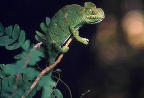Camaleonte (Chamaeleo zeylanicus).De Agostini Picture Library/Dani-Jeske