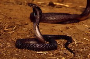 Cobra. Esemplare di Naja naja.De Agostini Picture Library/Dani-Jeske