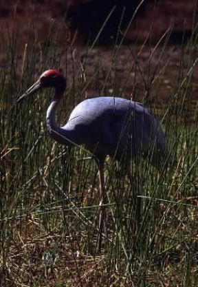 Gru antigone (Grus antigone).De Agostini Picture Library / Dani-Jeske
