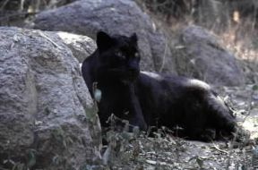 Pantera. Esemplare di pantera nera (Panthera pardus).De Agostini Picture Library/Dani-Jeske