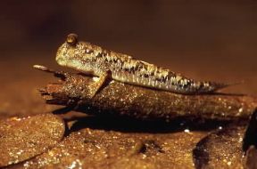 Perioftalmo (Periophthalmus koelreuteri).De Agostini Picture Library/Dani-Jeske