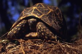 Rettili. Esemplare di tartaruga stella (Geochelone elegans).De Agostini Picture Library/Dani-Jeske