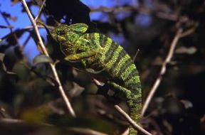 Rettili. Esemplare di camaleonte (Chamaeleo zeylanicus); nei rettili la coda puÃ² superare la lunghezza del corpo.De Agostini Picture Library/Dani-Jeske